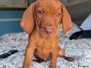 Hungarian Vizsla dogs Vet approved ready to collect.KC Hungarian Vizslas - Advert 3
