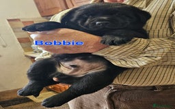 Mixed Breed dogs for sale: Labrador X Belgian Shepherd  - Image 7