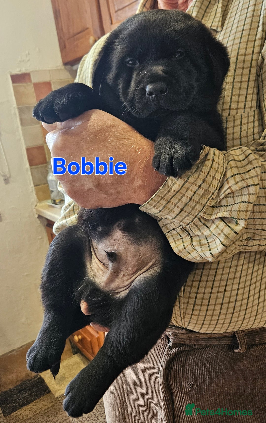 Mixed Breed dogs for sale: Labrador X Belgian Shepherd  - Image 7
