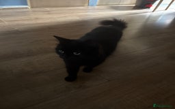 Mixed Breed cats for sale: Kittens - Image 1