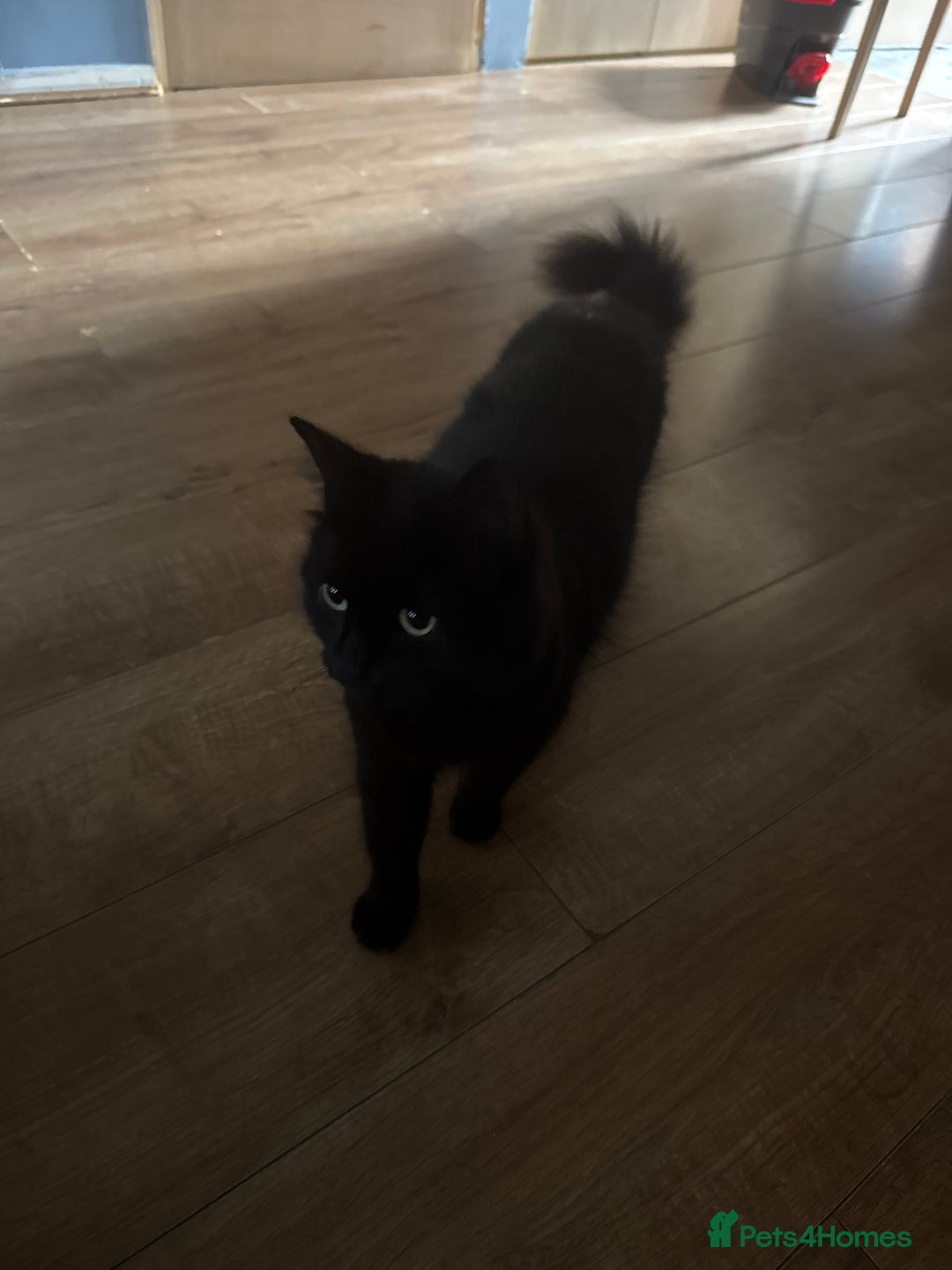 Mixed Breed cats for sale: Kittens - Image 1