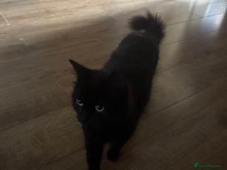 Mixed Breed cats - Advert 1