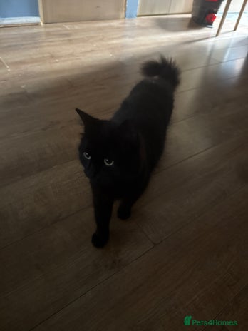 Mixed Breed cats - Advert 1