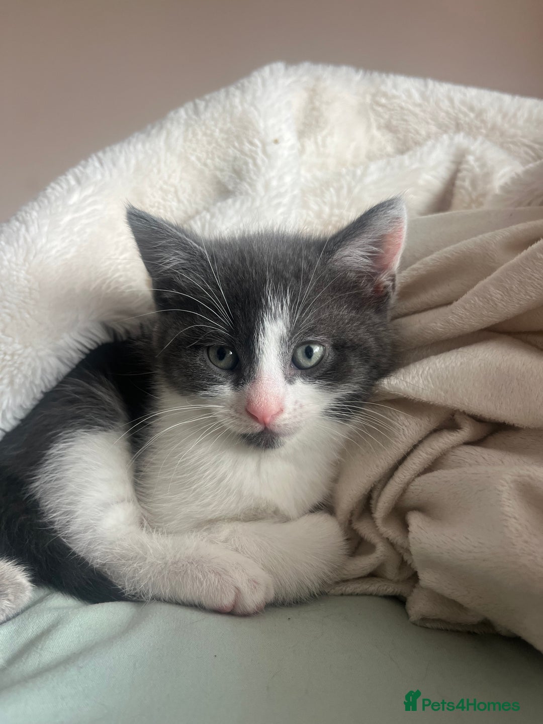 Mixed Breed cats for sale: Female Russian blue and British shorthair mix  - Image 12