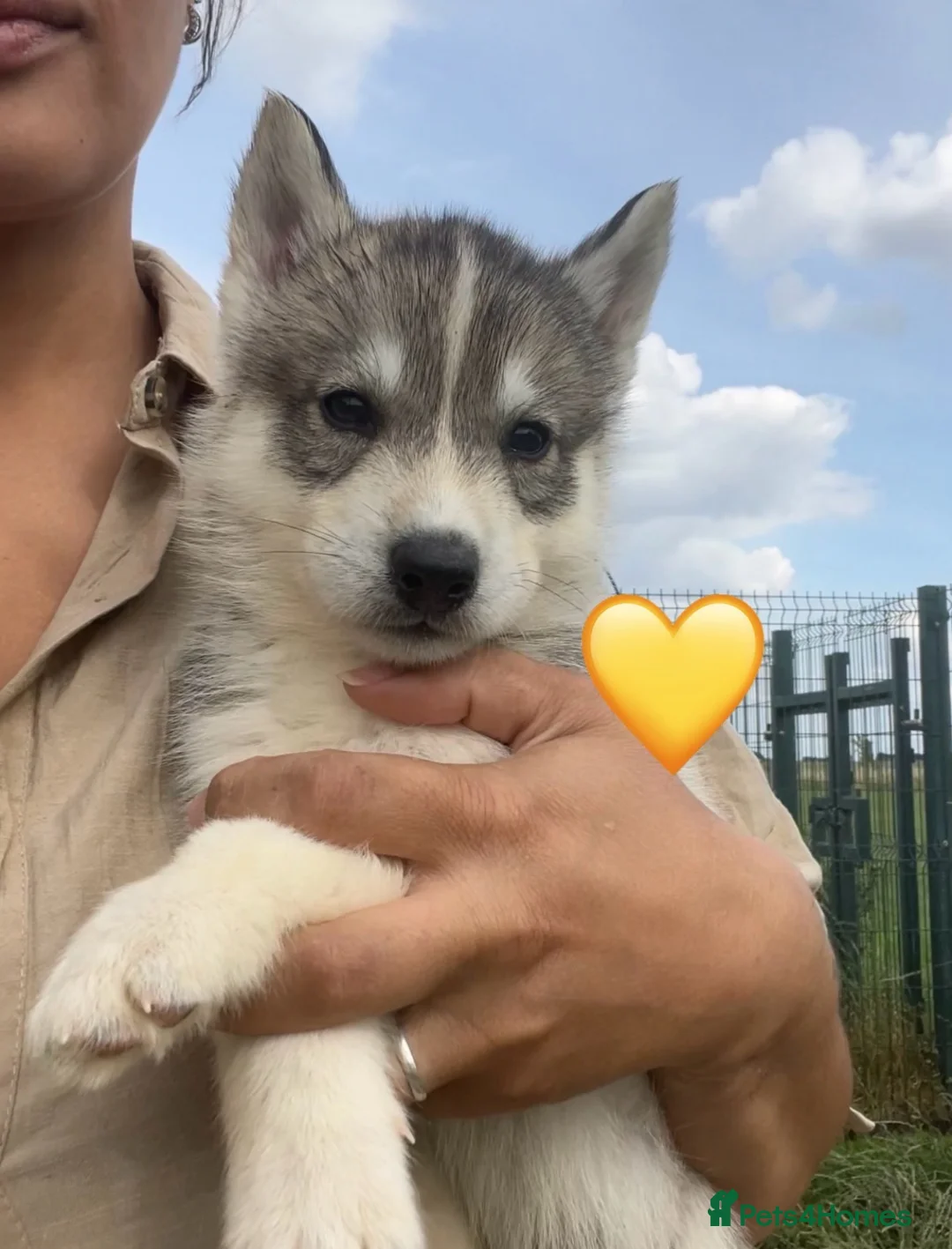 Siberian Husky dogs for sale: Ready Now - KC Registered male pup - Advert 1