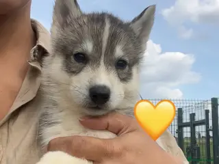Siberian Husky dogs Ready Now - KC Registered male pup - Advert 1