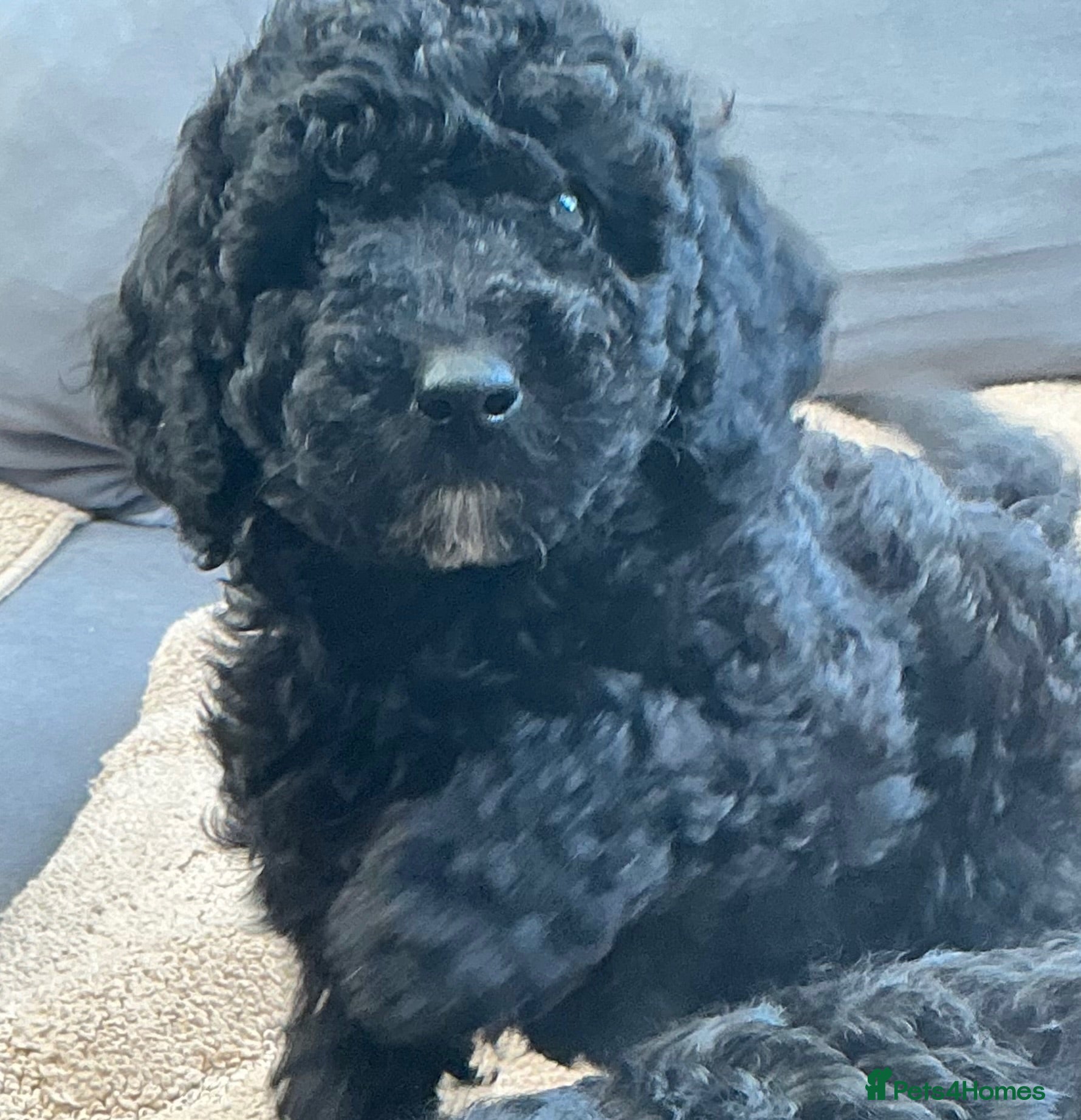 Toy Poodle dogs Toy Poodle Puppies  - Advert 7