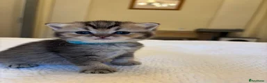British Shorthair Kitten 2