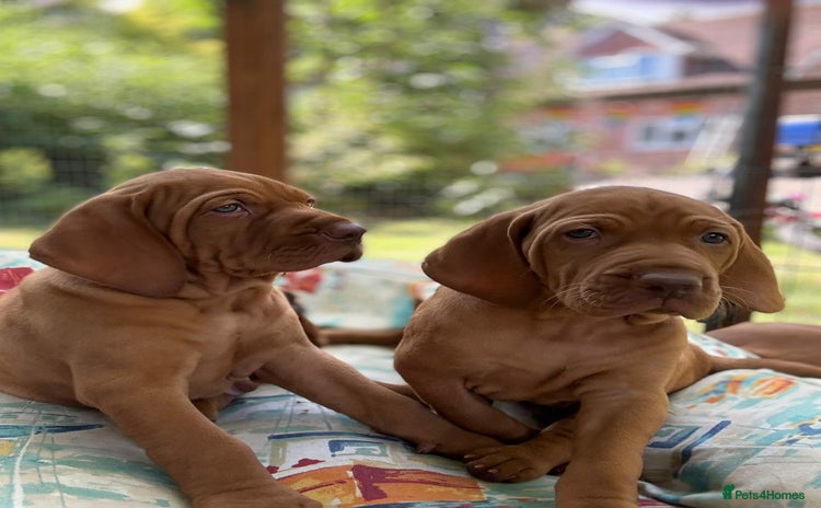 Hungarian Vizsla dogs - Advert 1