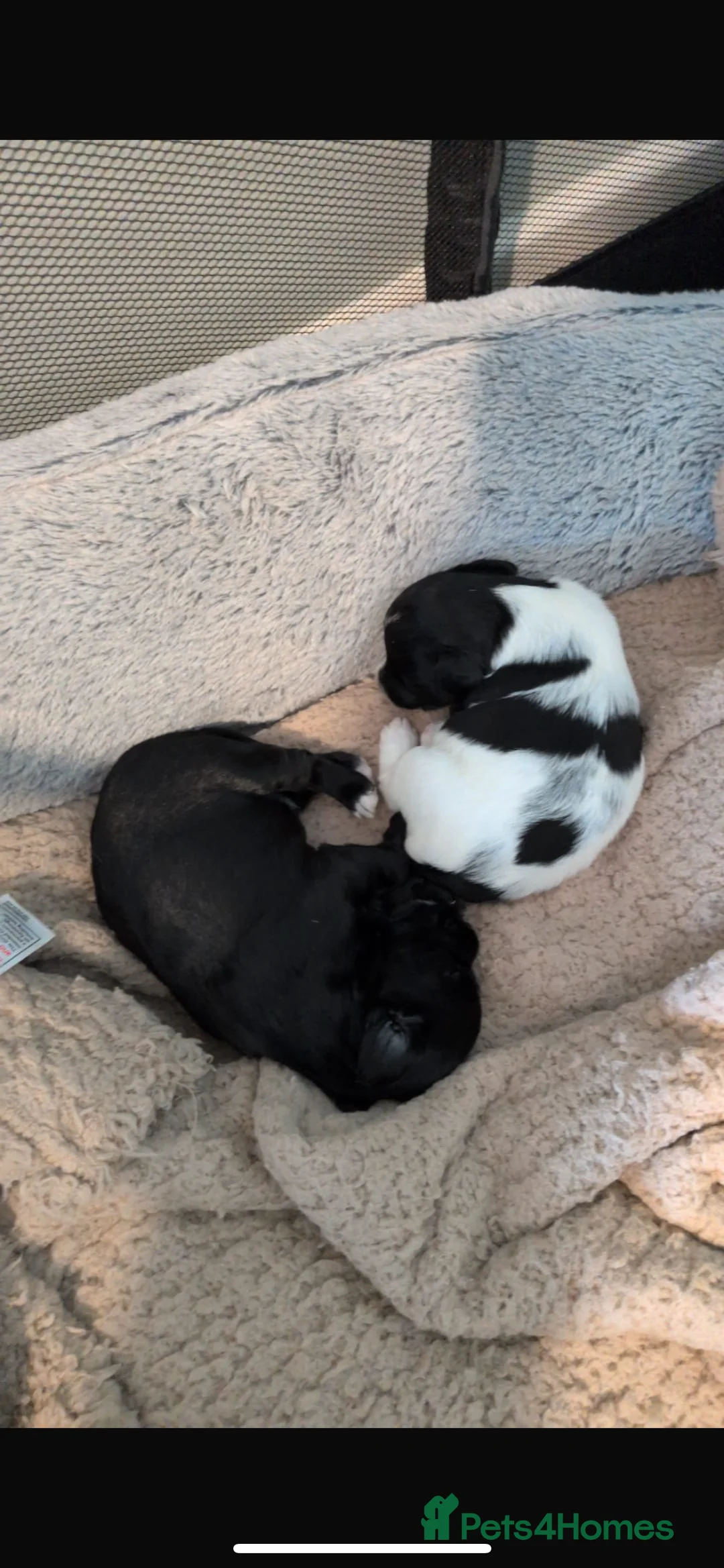 Mixed Breed dogs for sale: Jackapoo puppies for sale - Advert 5