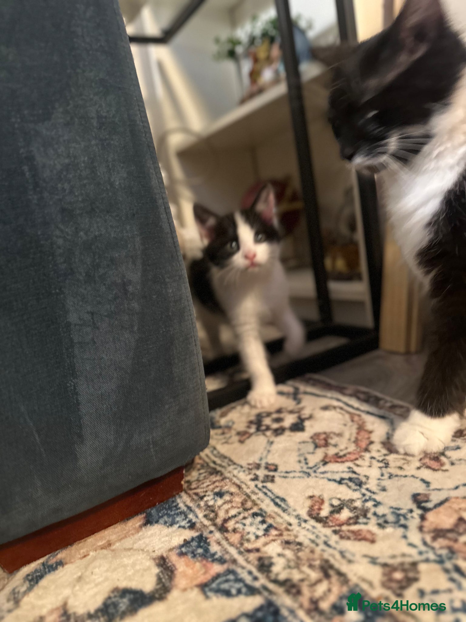 Mixed Breed cats for sale: Last 2 remaining reduced beautiful playful kittens - Advert 3