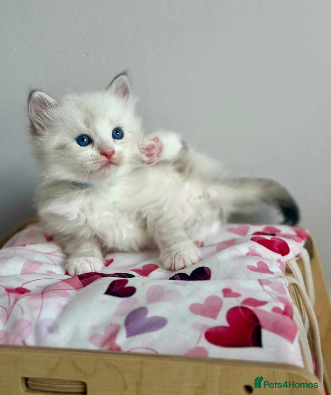 Siberian cats for sale: Only one Champion line girl available 🥰🥰 - Image 8
