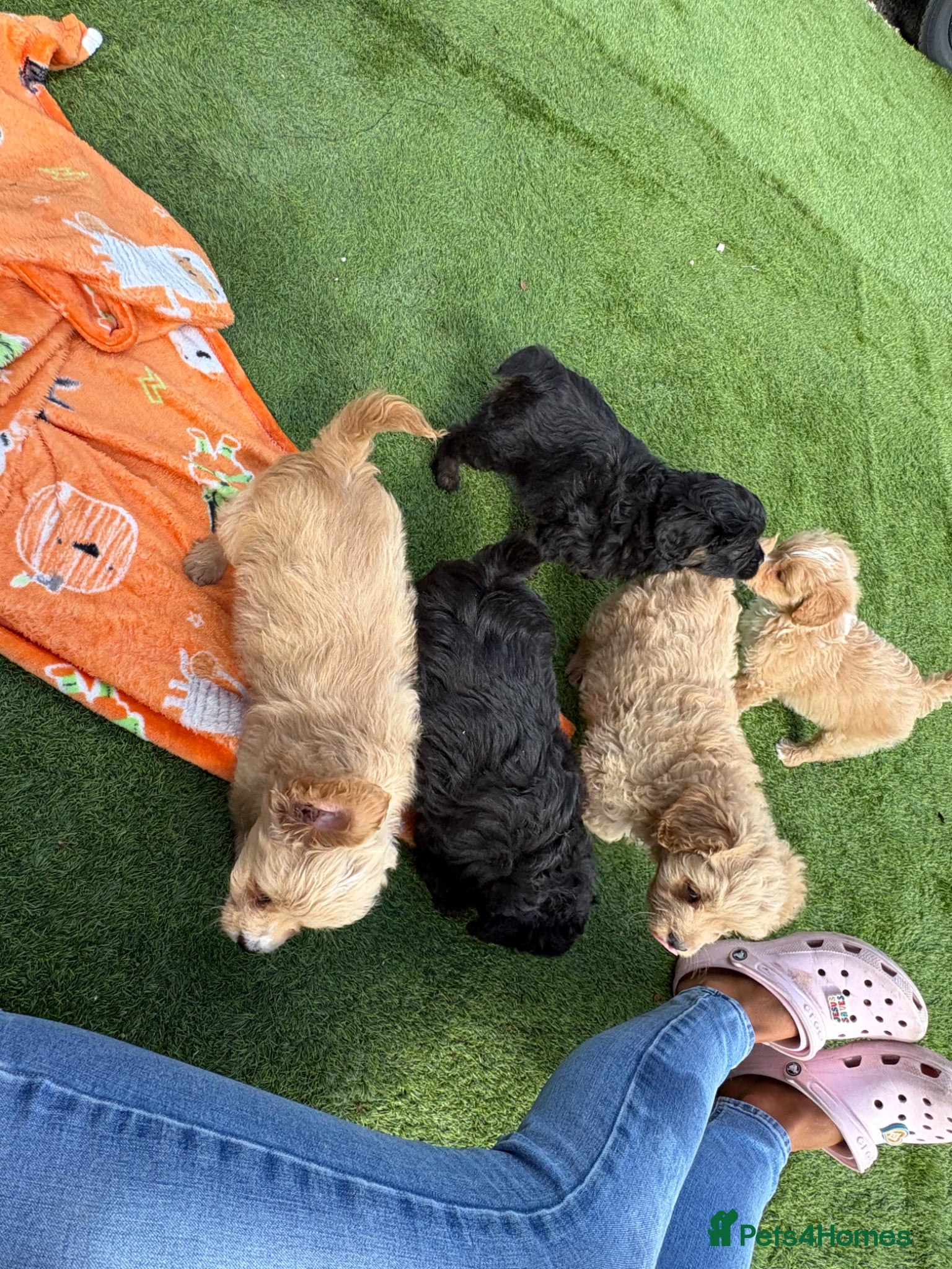 Mixed Breed dogs Ready to leave!!! - Advert 2