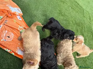 Mixed Breed dogs Ready to leave!!! - Advert 2