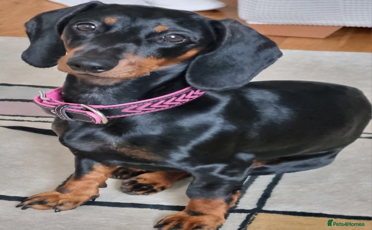 Miniature Dachshund dogs - Advert 10