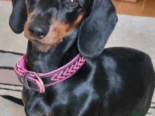 Miniature Dachshund dogs - Advert 30