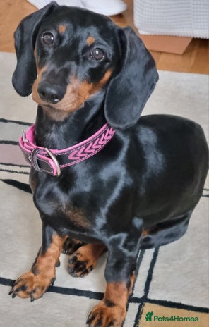 Miniature Dachshund dogs - Advert 10