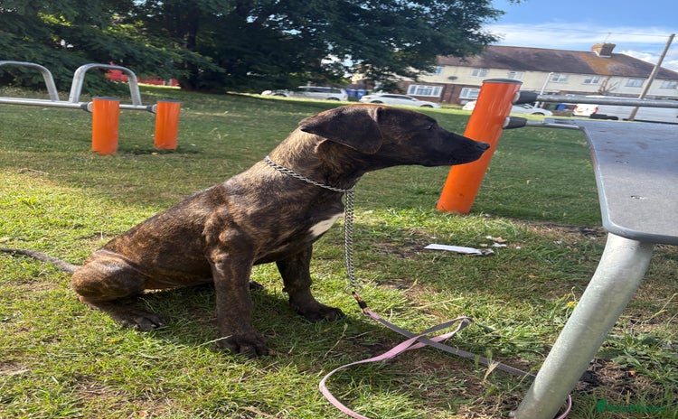 Cane Corso dogs in Sittingbourne - Advert 17