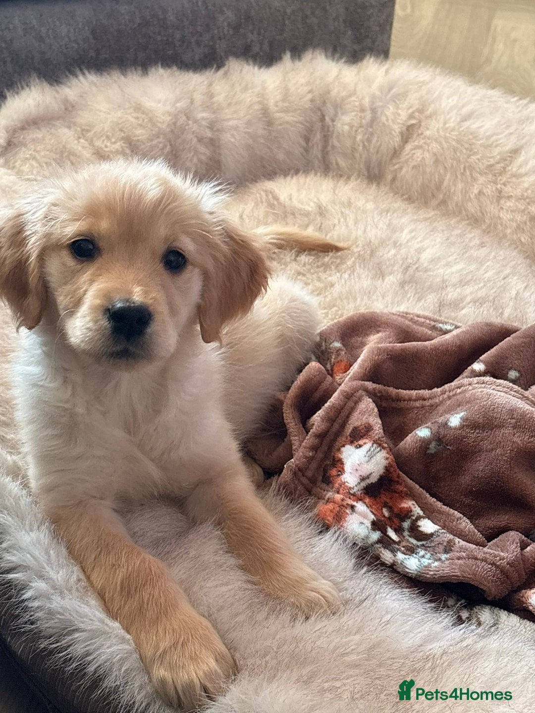 Golden Retriever dogs for sale: Golden retriever puppy - Advert 1