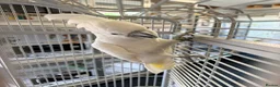 Cockatoo birds for sale: Umbrella cockatoo in Shildon - Advert 2