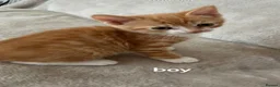 Mixed Breed cats for sale: Ginger boy, tabby girl in Waterlooville - Advert 4