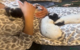 English Springer Spaniel dogs for sale: Beautiful springer spaniel puppies  - Image 2