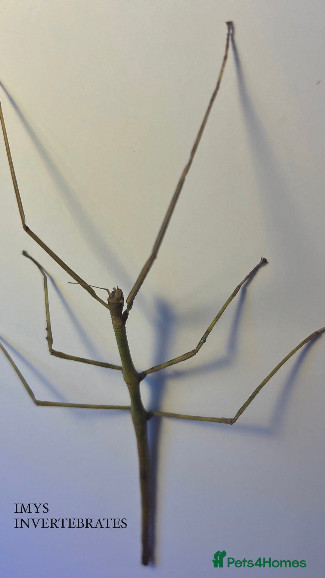 Stick Insects invertebrates for sale: X2 GIANT VIETNAMESE STICK INSECTS HAPPY TO SHIP - Advert 2