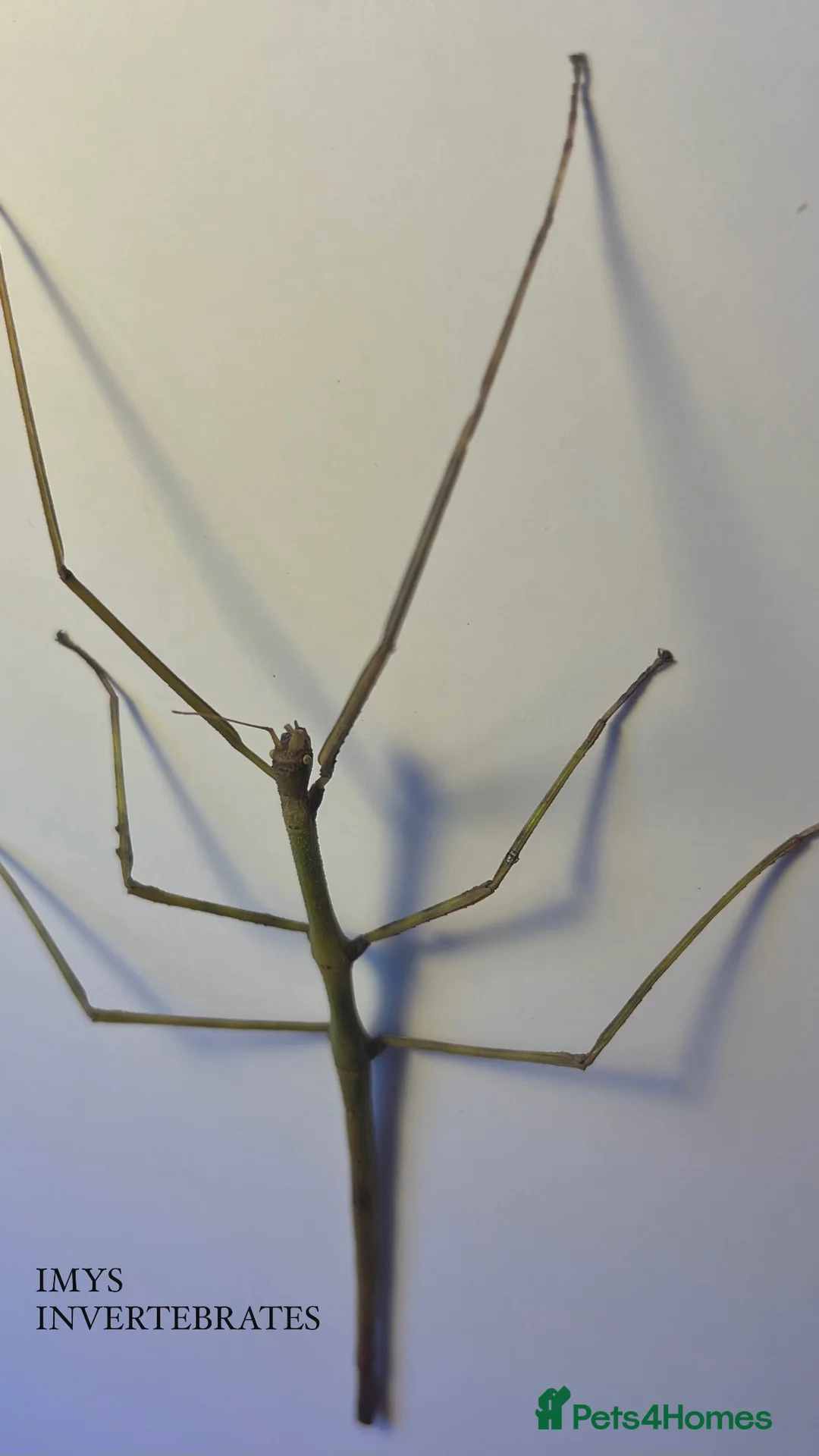 Stick Insects invertebrates for sale: X2 GIANT VIETNAMESE STICK INSECTS HAPPY TO SHIP - Advert 2