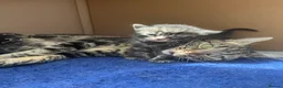 Domestic Shorthair cats for sale: Litter of 4 for sale - Advert 15