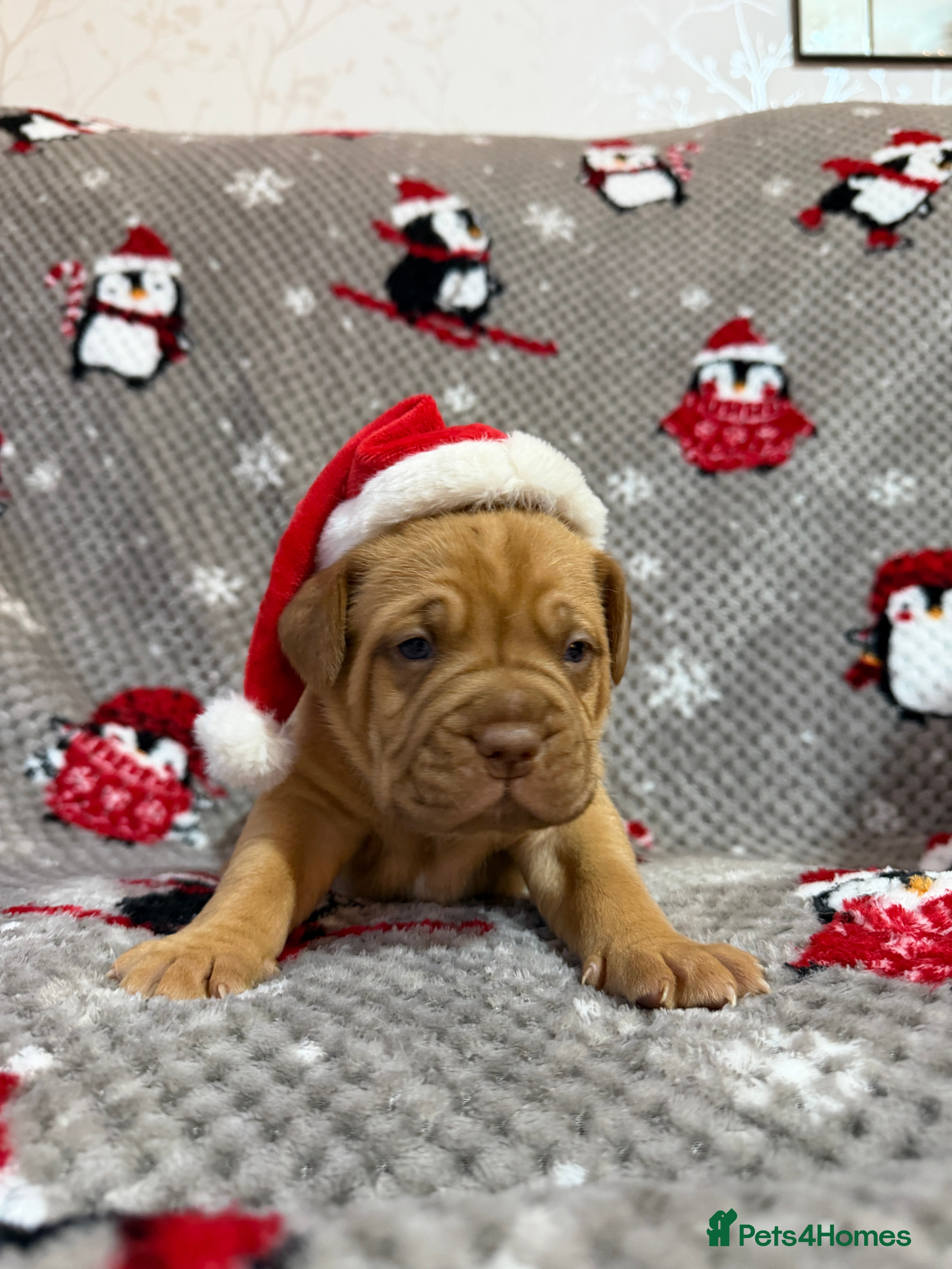 Dogue De Bordeaux dogs Beautiful Dogue De Bordeaux Puppies - Advert 2