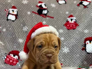 Dogue De Bordeaux dogs Beautiful Dogue De Bordeaux Puppies - Advert 2