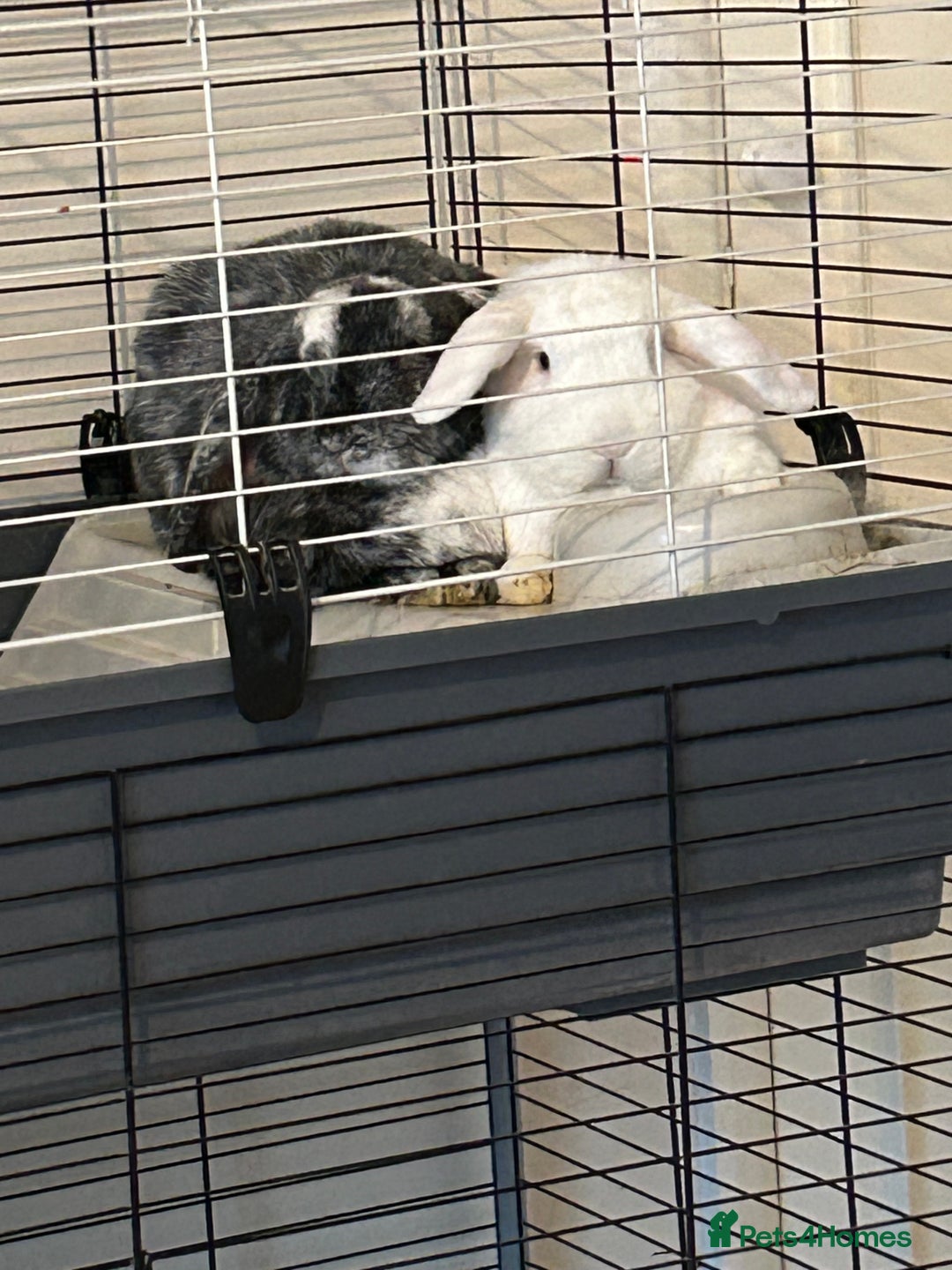 German Lop rabbits for sale: Two male bonded rabbits - Advert 7