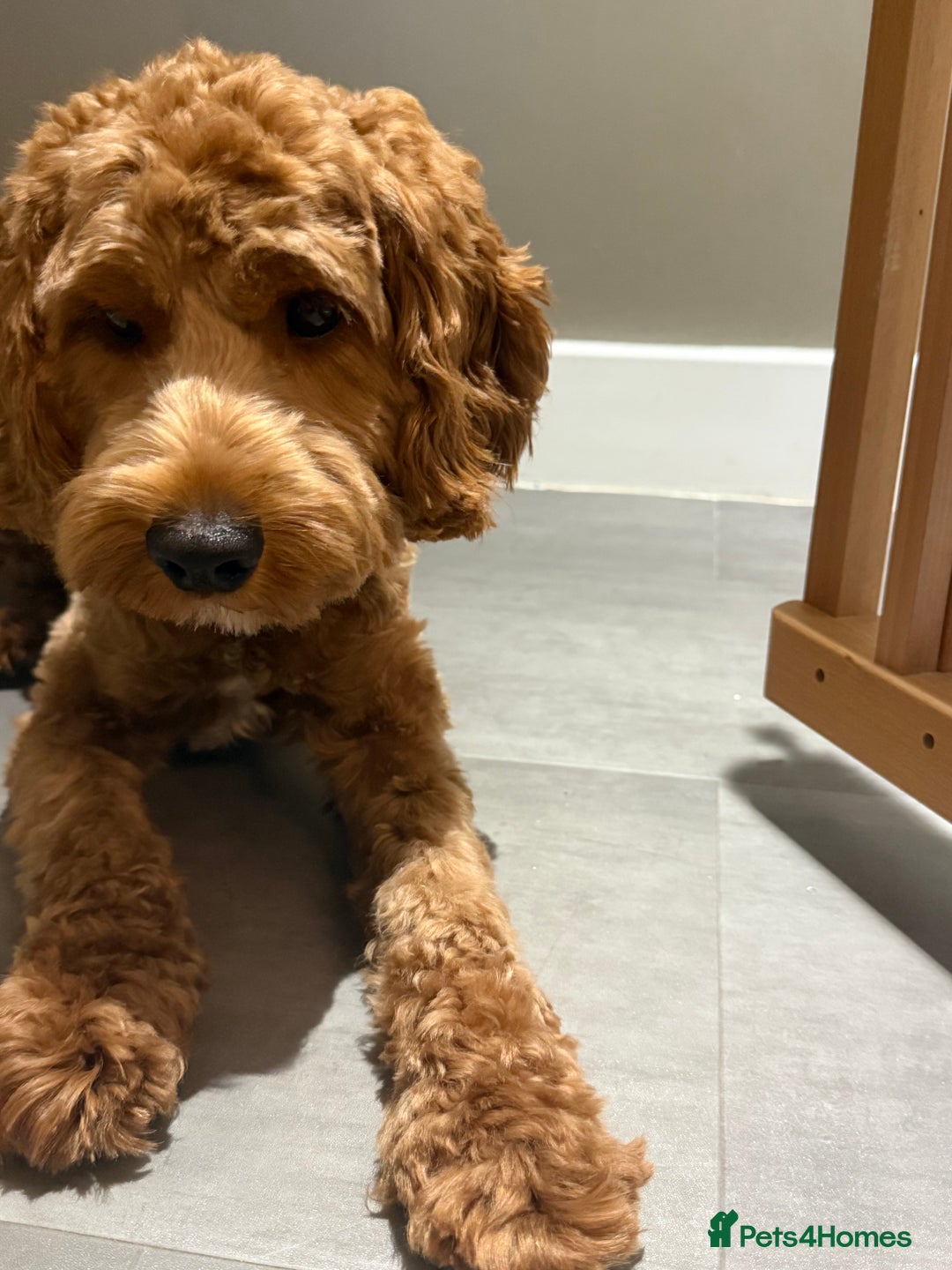 Cockapoo dogs for sale: Cockapoo 9 months old male - Advert 6