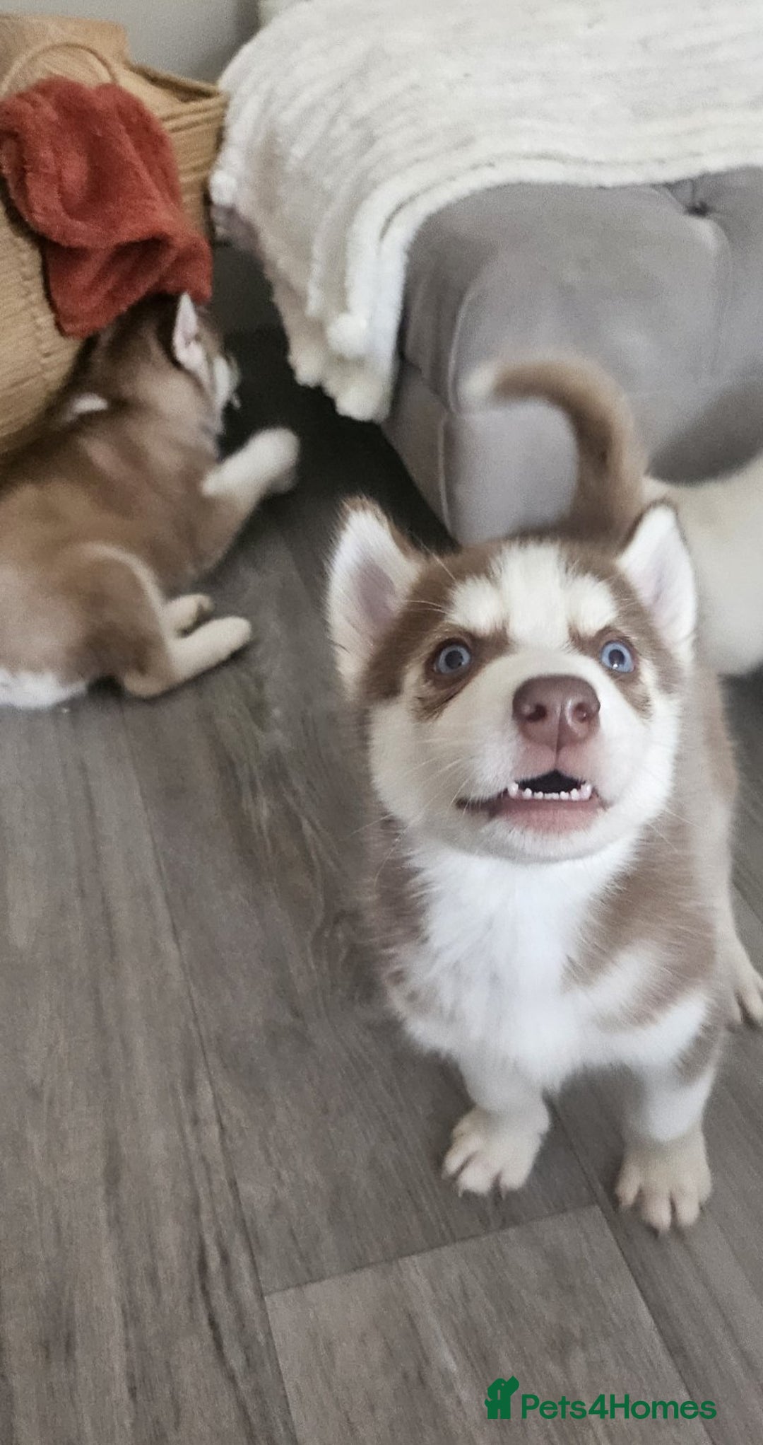 Siberian Husky dogs for sale: Gorgeous huskies puppies for sale! - Image 2