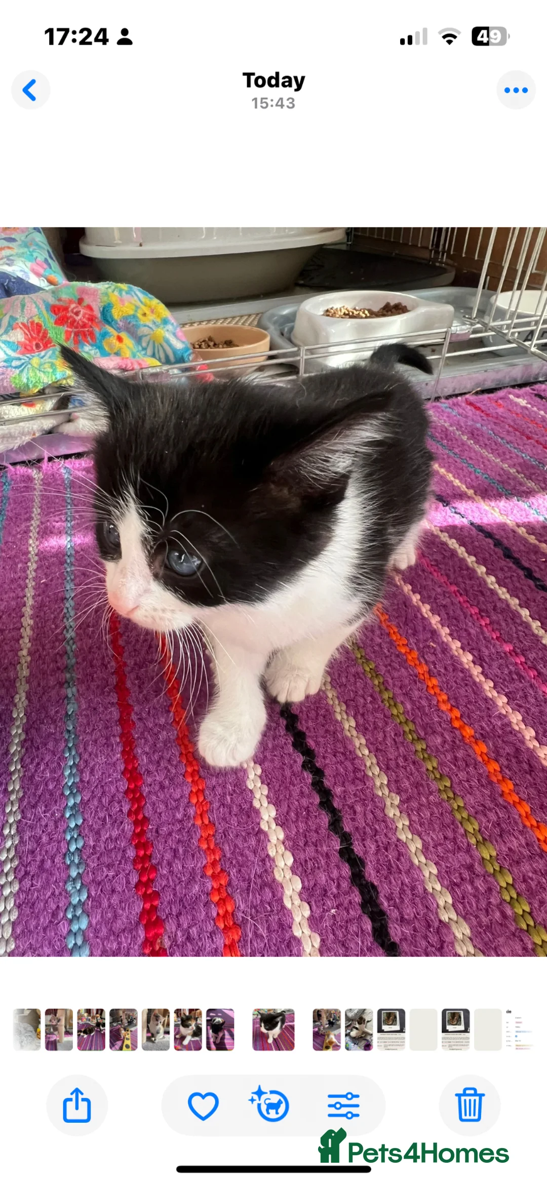 Mixed Breed cats for adoption: 4 rescue kittens looking for forever homes in Hook - Advert 2