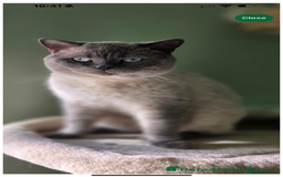 British Shorthair cats for sale: Gorgeous GCCF registered BSH last girl available  - Image 5