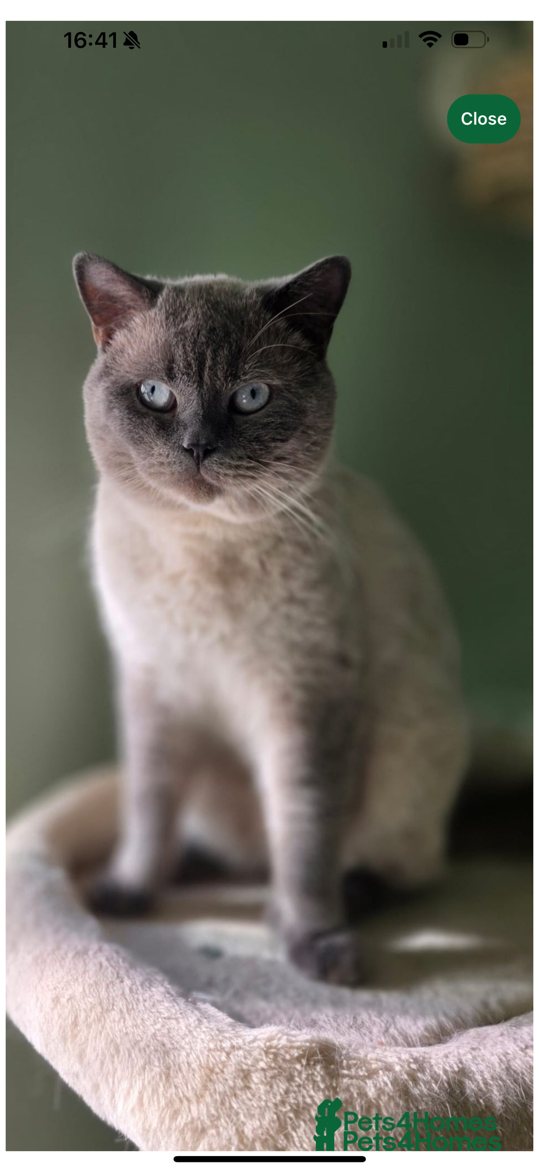 British Shorthair cats for sale: Gorgeous GCCF registered BSH last girl available  - Image 5