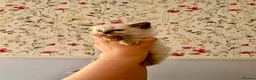 Ragdoll cats for sale: Remarkable Ragdolls  - Advert 15