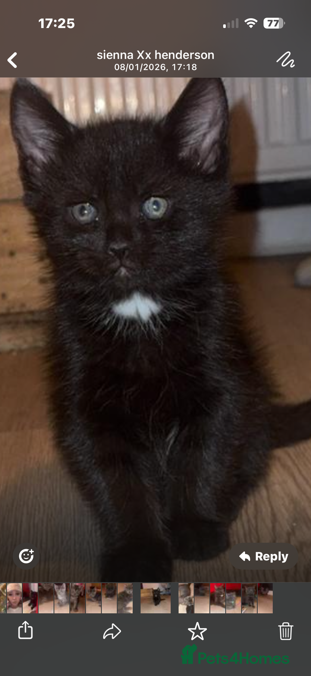 Mixed Breed cats for sale: Mainecoon cross - Advert 7