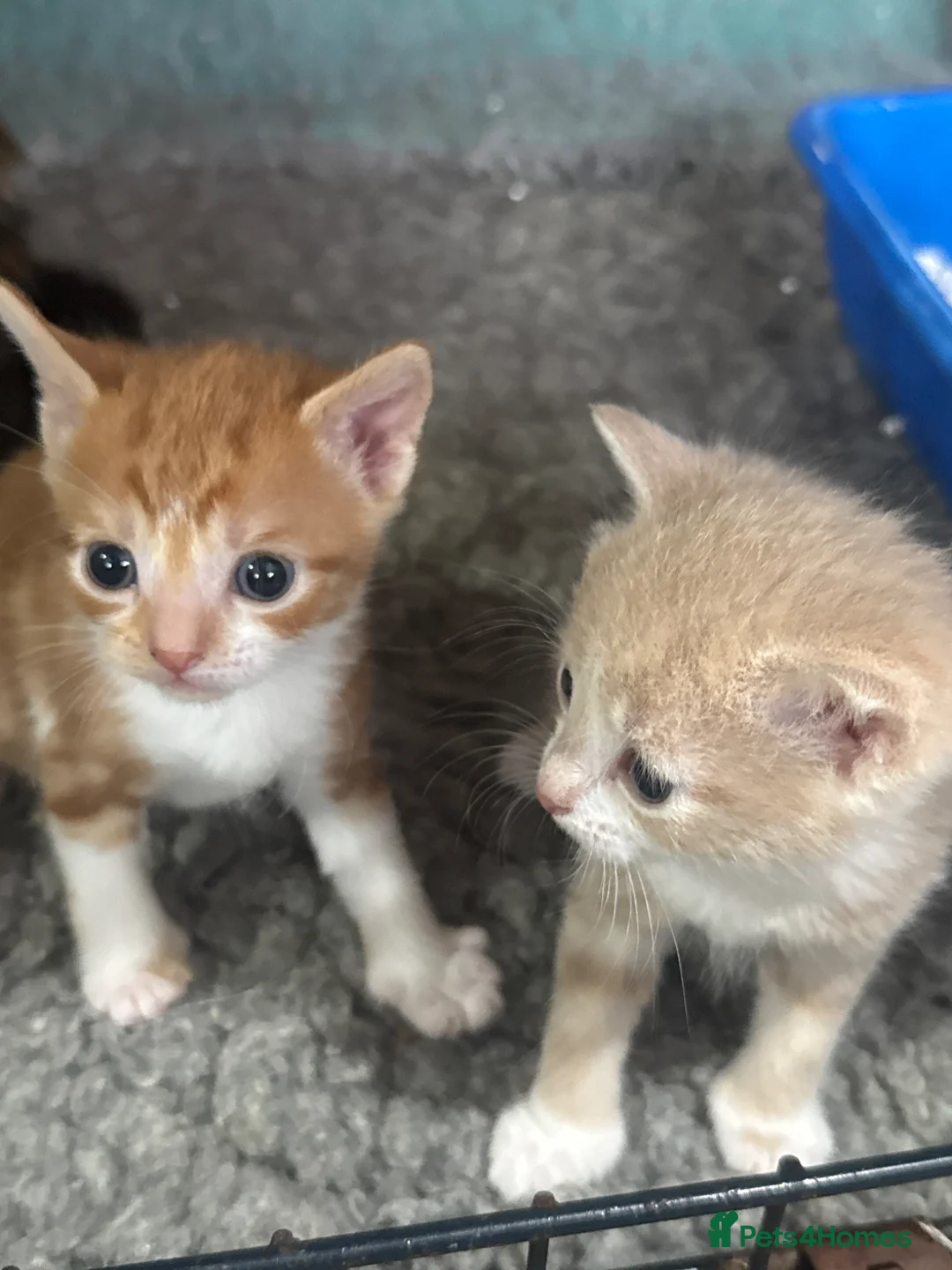Mixed Breed cats for sale: Kittens - Advert 2
