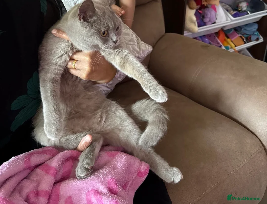 British Shorthair cats for sale: Female British Shorthair Lilac in Birmingham - Advert 3