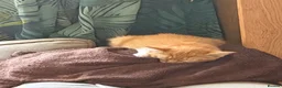 Mixed Breed cats for sale: Male ginger  - Advert 7