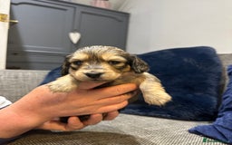 Dachshund dogs for sale: Longhaired miniature daschunds for sale - Image 12