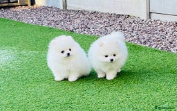 Pomeranian dogs for stud: Top Champion Lines KC White Pomeranian! - Image 5