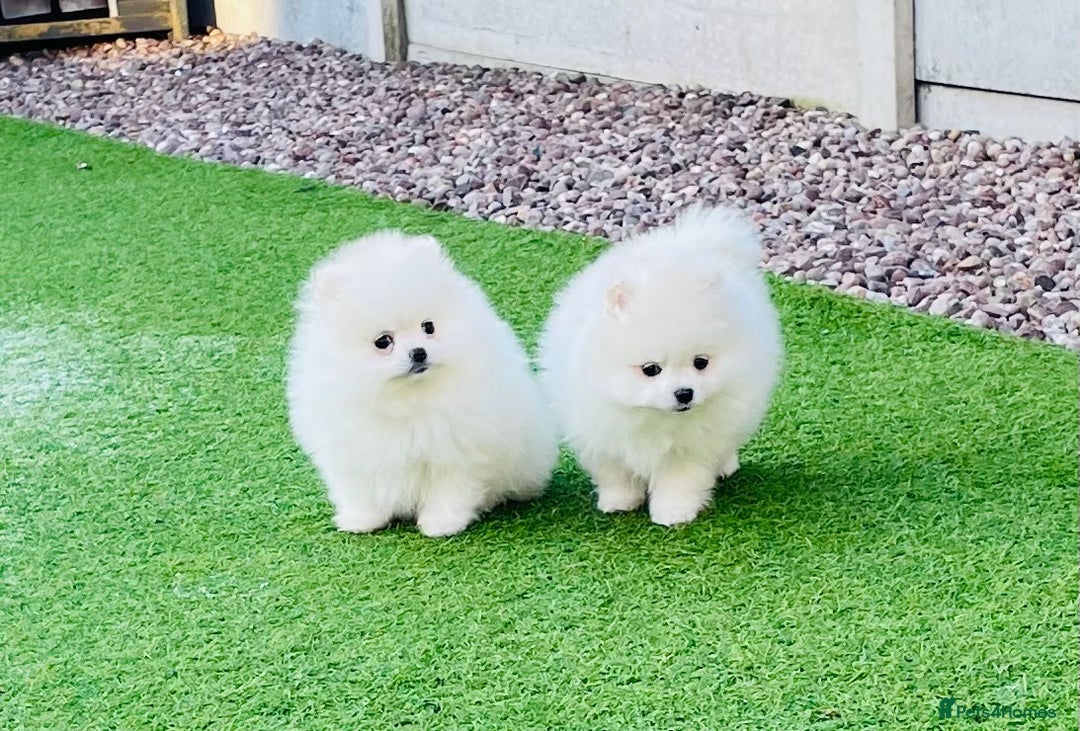 Pomeranian dogs for stud: Top Champion Lines KC White Pomeranian! - Image 5