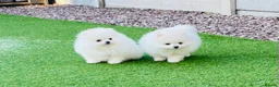Pomeranian dogs for stud: Top Champion Lines KC White Pomeranian! - Advert 4