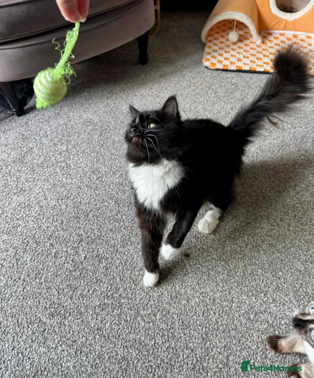 Mixed Breed cats for sale: Beautiful boy George  - Advert 2