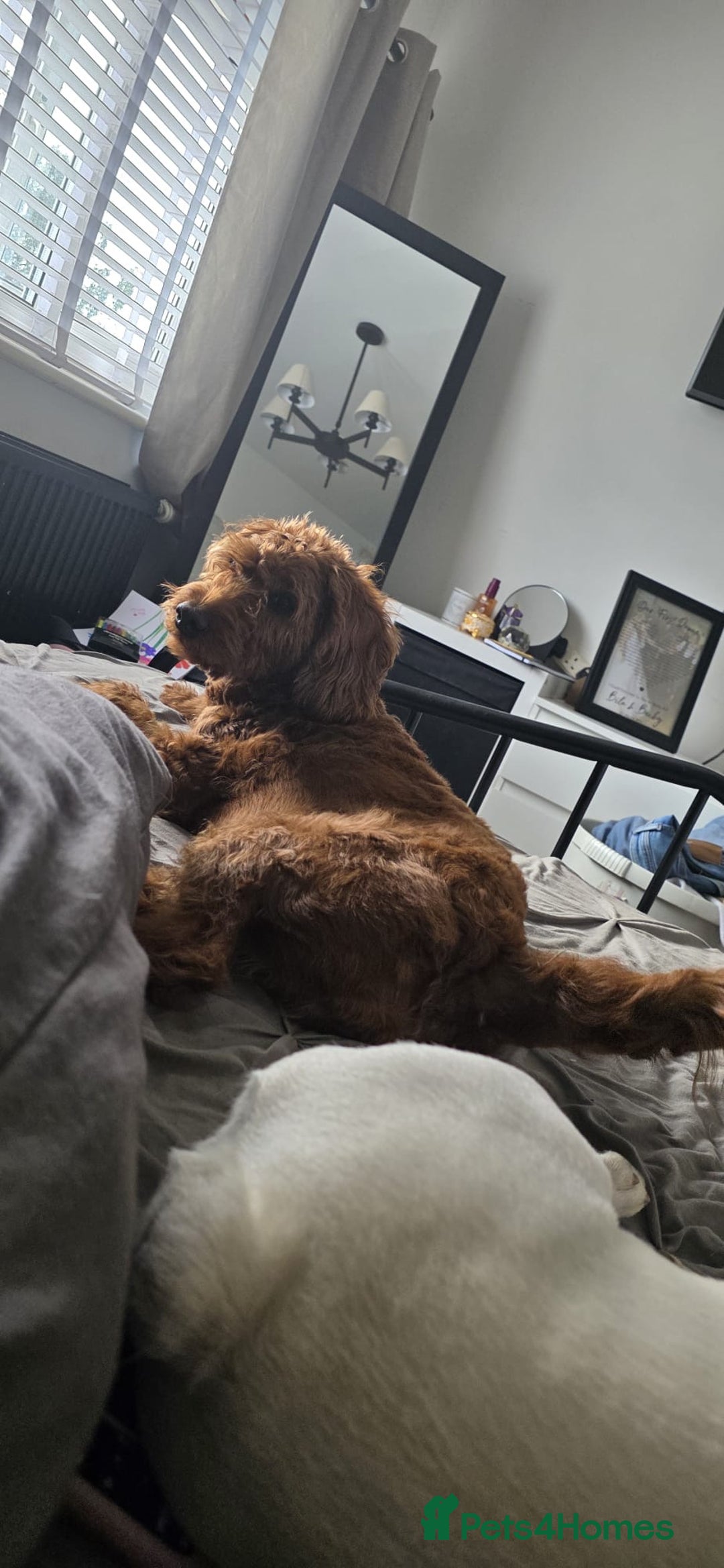 Labradoodle dogs for sale: 3 year old miniature labradoodle  - Advert 4