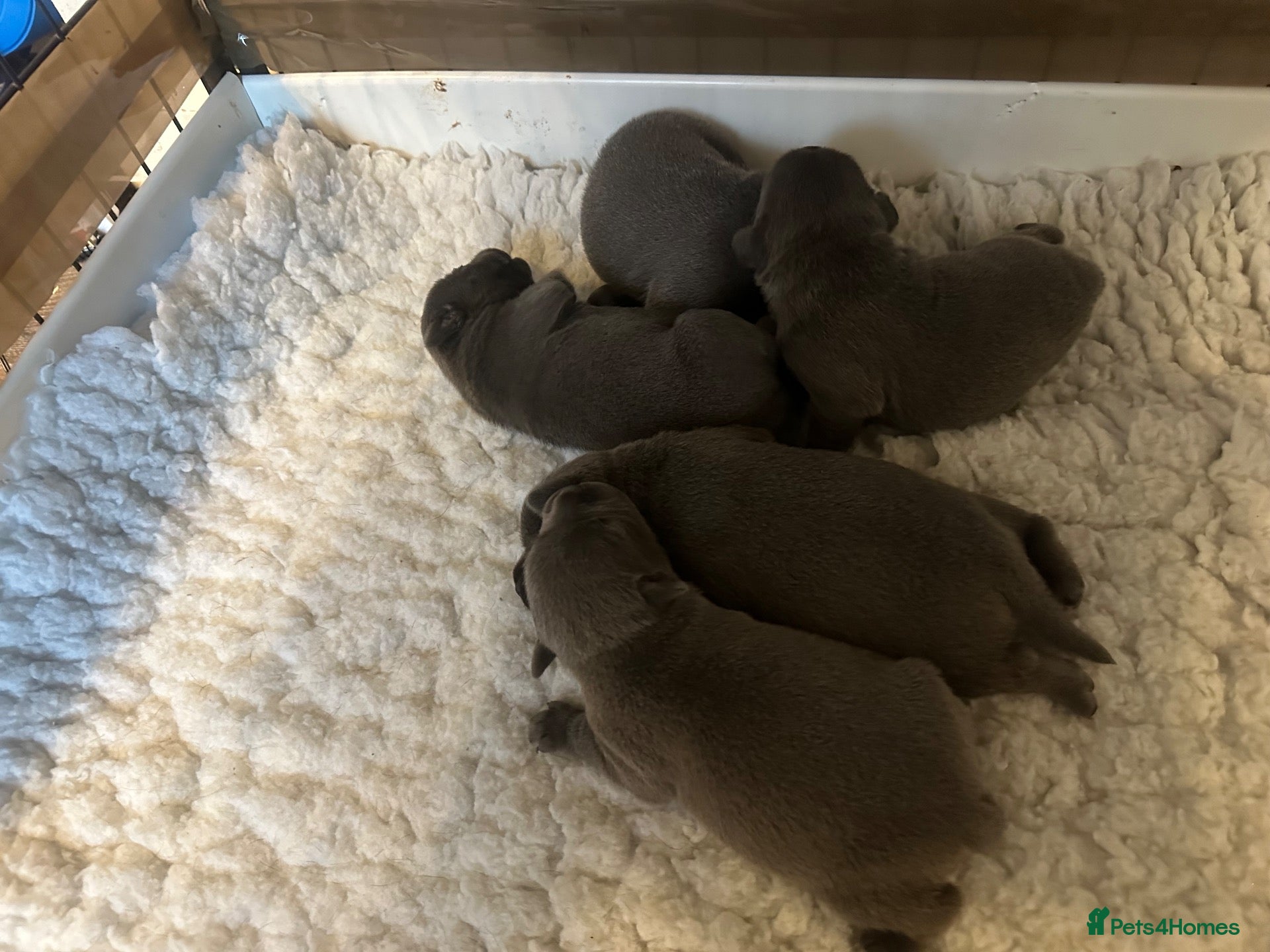 Staffordshire Bull Terrier dogs Gorgeous Blue Staffy pups - Advert 1