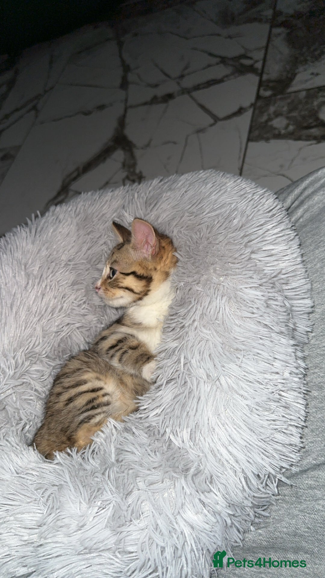Domestic Shorthair cats for sale: Adorable tabby kitten - Advert 2